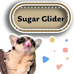 Sugar Glider Act 4.1