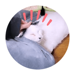kape_20220511113905 – LINE stickers | LINE STORE