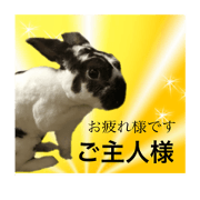 Cute rabbit,