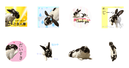 Cute rabbit,