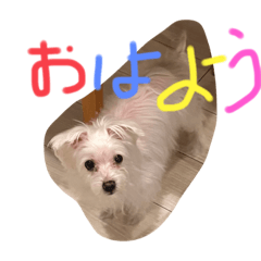 犬のみかん　【かわいいマルチーズ】