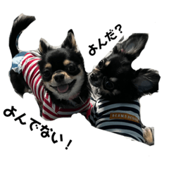 saku and kota2