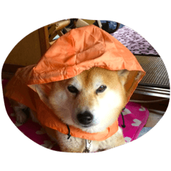 Selfish Shibainu Racchan