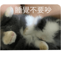 rabbit’s