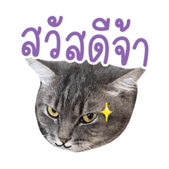WHALEPhone the cat
