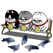 Moving Three Scruffy Cats 11