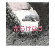 animals08