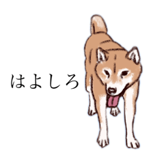 Shibainu Kan-chan