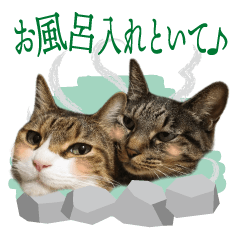 reo&Quu CAT Family Sticker