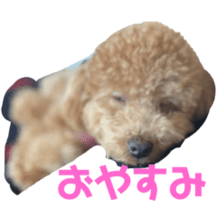 トイプードルの可愛いモカちゃん Lineクリエイターズスタンプ Stamplist トイプードルの可愛いモカちゃん Lineクリエイターズスタンプ Stamplist