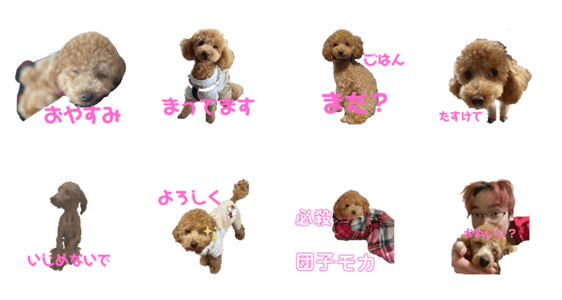 トイプードルの可愛いモカちゃん Lineクリエイターズスタンプ Stamplist トイプードルの可愛いモカちゃん Lineクリエイターズスタンプ Stamplist