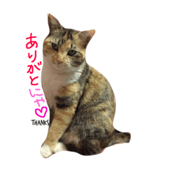 Surumechan cat