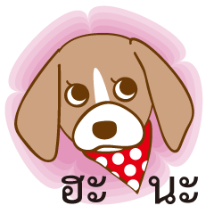 FICKLE BEAGLE DOG HANA-Thai