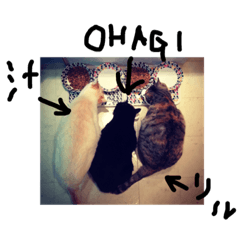 Cats of Otani family.