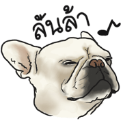 French Bulldog "BULLO" for Thai 1.