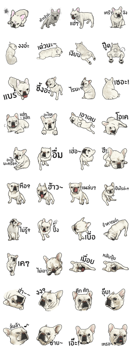 French Bulldog "BULLO" for Thai 1.