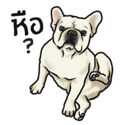 French Bulldog "BULLO" for Thai 2.