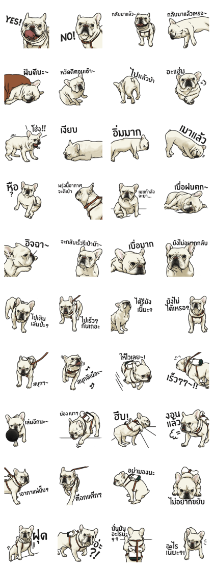 French Bulldog "BULLO" for Thai 2.