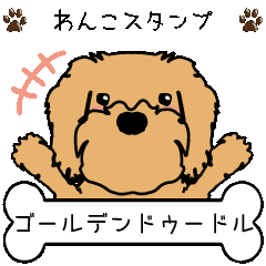 goldendoodle(apricot)