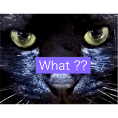 Impudent black cat