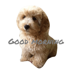 一家犬