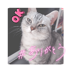 うちのネコ(スコ5匹)