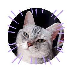 うちのスコ達(たち耳3匹、垂れ耳2匹)