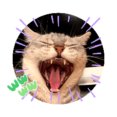 うちのスコ達5匹(幼少期)