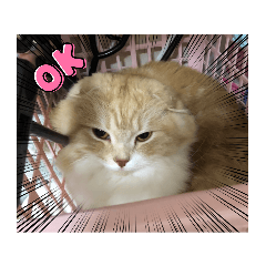 何処かに入る家のスコたち