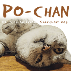 Po-chan is cat