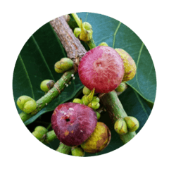 BOTREE FIG SACRED FIG PEEPAL FIG STICKER