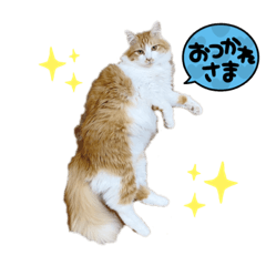 CREAM_20220513204541