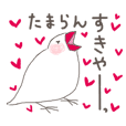 関西弁の白文鳥(LOVE）