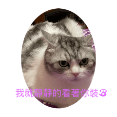 屁屁主人屁屁貓