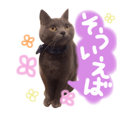 British short hair gray Cat MISAO 4