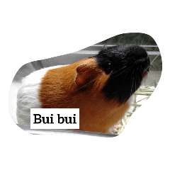 嘍貼圖2