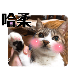 Miu的貓生貼圖(黑字)