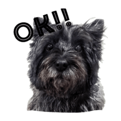 Cairn terriers' yappity yap