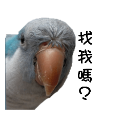 bird_20220513160340