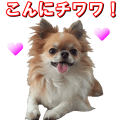 chihuahua japanese language sticker!