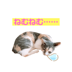 chocomint_20220514142401
