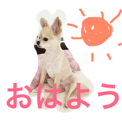 犬 チワワ ルビーくんの日常 Line スタンプ Line Store