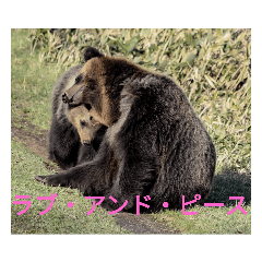 ヒグマの日常3