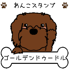 goldendoodle(chocolate)