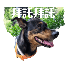 右腦犬第二集