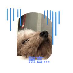 動物日常用圖（1）