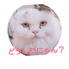 yorkie   toy-poodle scottish-fold
