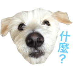 White Doggy