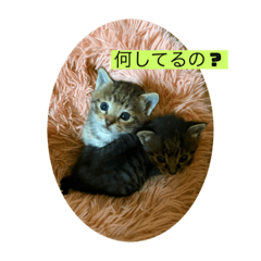 Ayumi_20220515122520