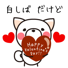 white shiba inu dakedo Happy Valentine